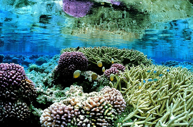 Coral gardens at Palmyra Atoll