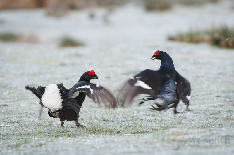 birds photography grouse lekking grouse