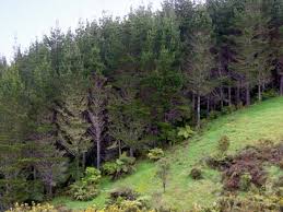 Pine forest – Northland region – Te Ara Encyclopedia of New Zealand