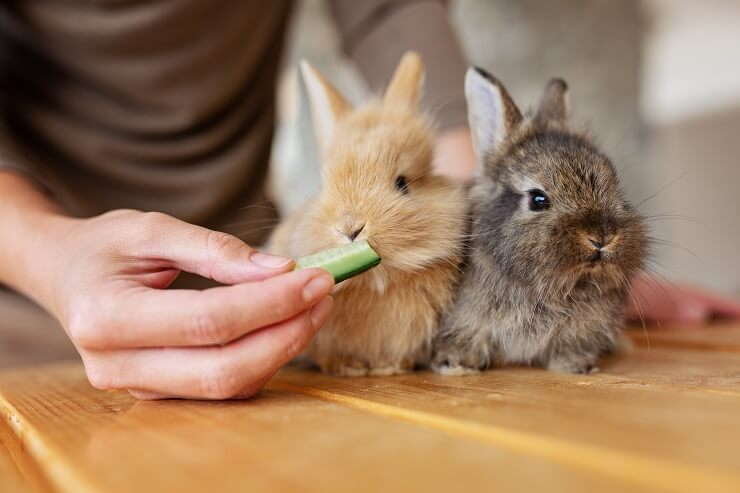 Cucumbers to Rabbits