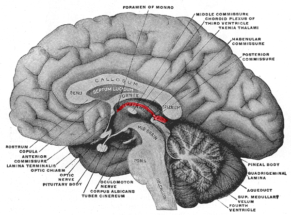 neuroanatomia: Estruturas do diencéfalo