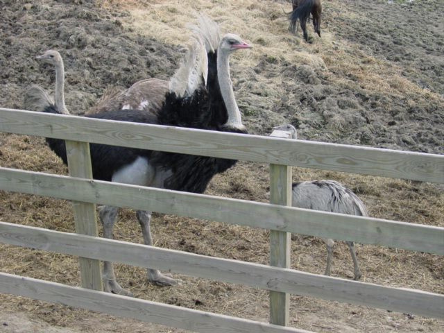 Two Ostriches and a goat behind a fence. 