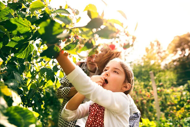 benefits of raspberries for children