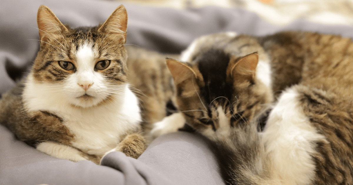 Two cats laying side by side on a blanket