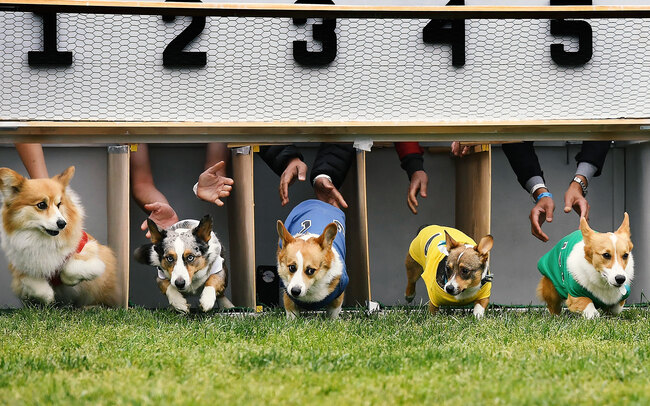 Wedden op hondenrennen: een korte handleiding voor honden en races