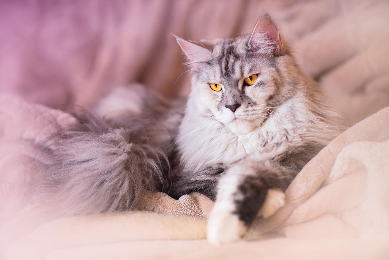 Maine Coon: Impozantă și Pufoasă
