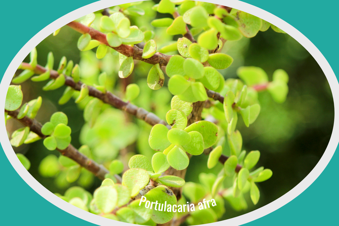 Portulacaria afra