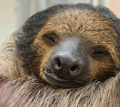 Three-toed sloth