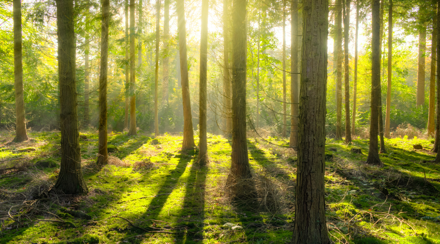 a forest with sunlight filtering through the trees
