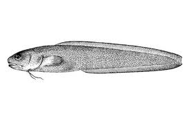 La Donzelle L Univers des Animaux marins La Donzelle L Univers des Animaux marins