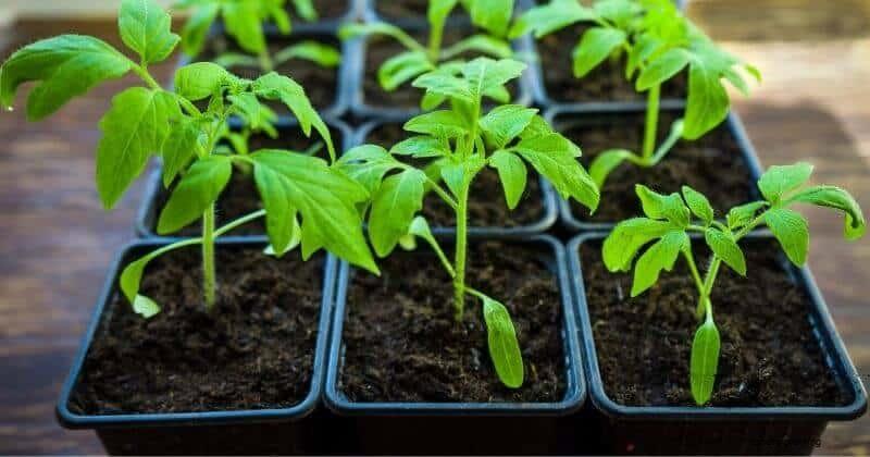 tomato-transplanting