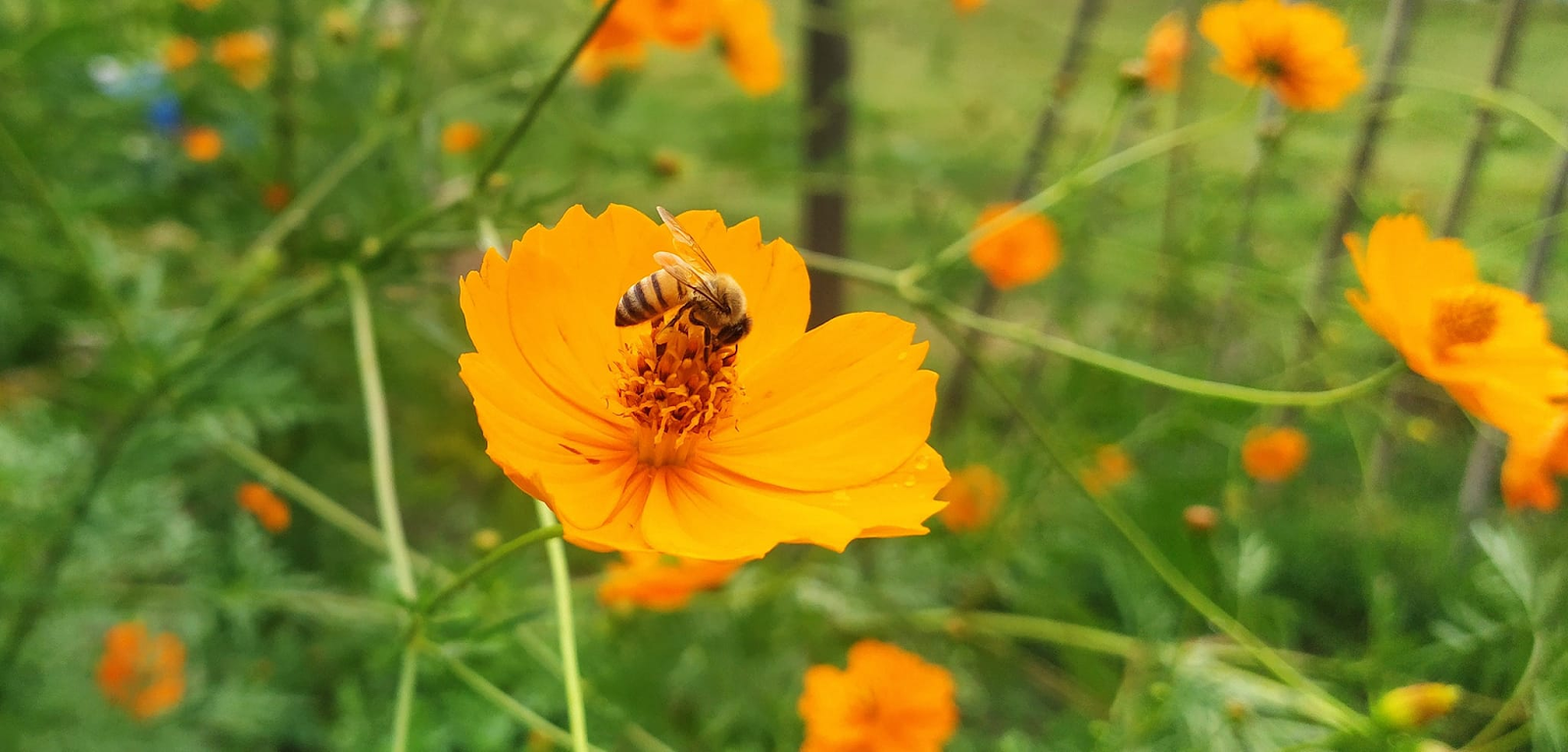 flor do campo cor de laranja com uma abelha