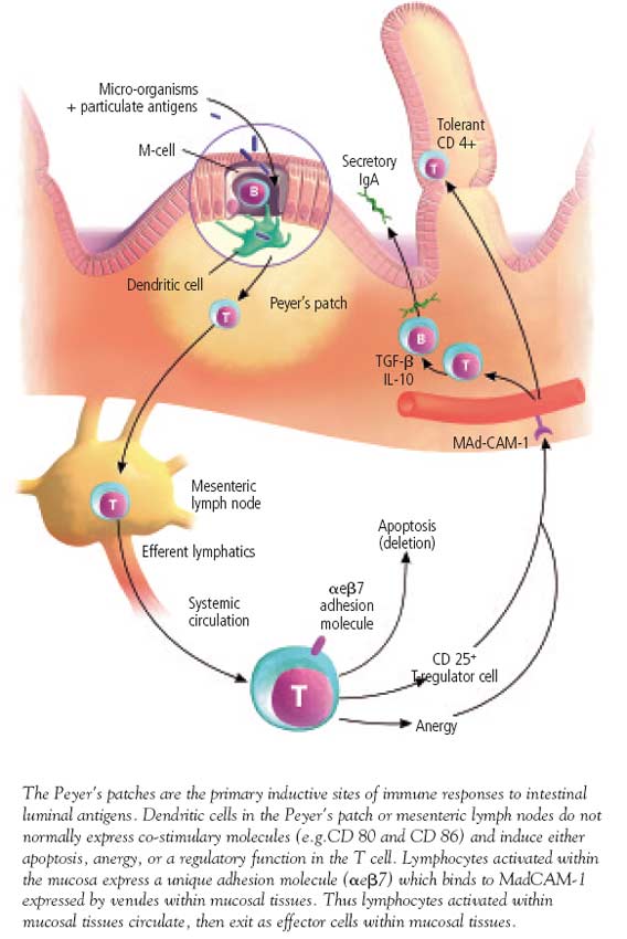 Activation and re-homing of intestinal lymphocytes