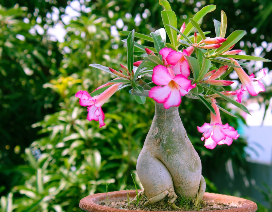 adenium indoor plant