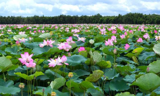 không khí thơm phức mùi sen, gió hây hẩy thổi khiến cánh hoa rung rinh, càng đưa hương sen đi xa bát ngát.