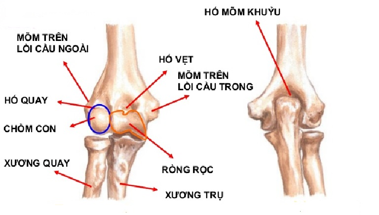 Vị trí của mỏm lồi cầu trong xương cánh tay phải