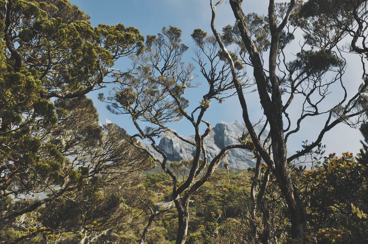 The 10 Largest Forests in the World