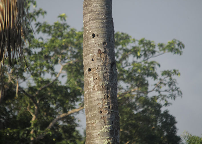Woodpecker holes on Dead Palm tree