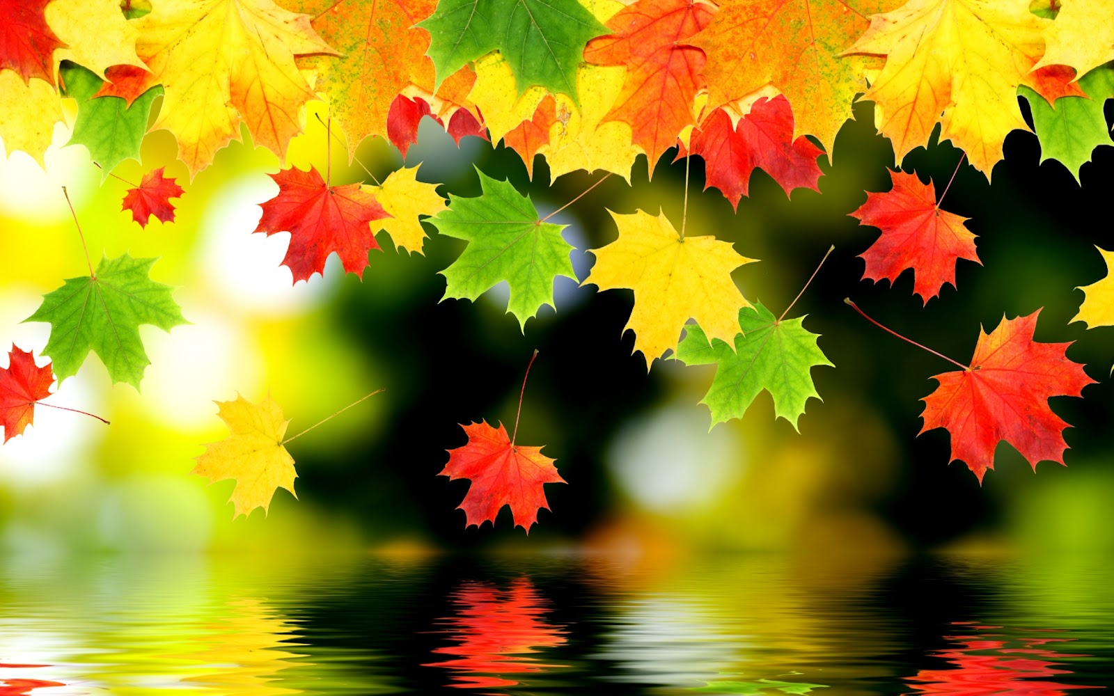 autumn leaves colours.jpg