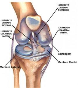 Resultado de imagem para ANATOMIA ligamentos do joelho