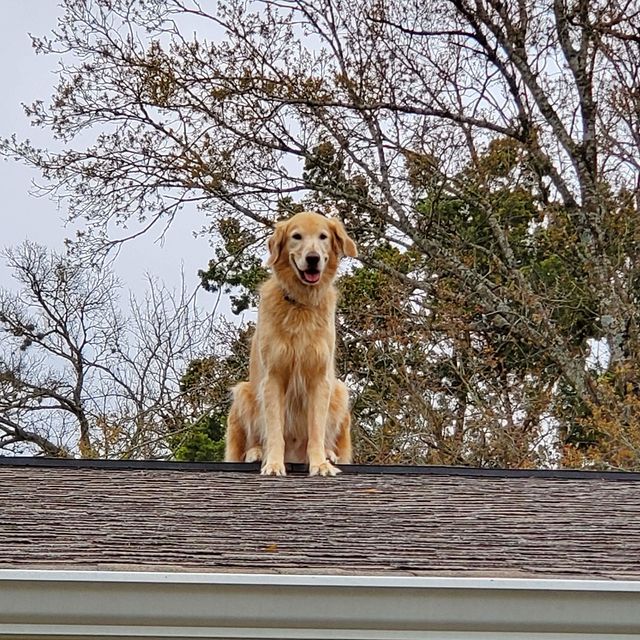 Huckleberry the roof-jumping dog 