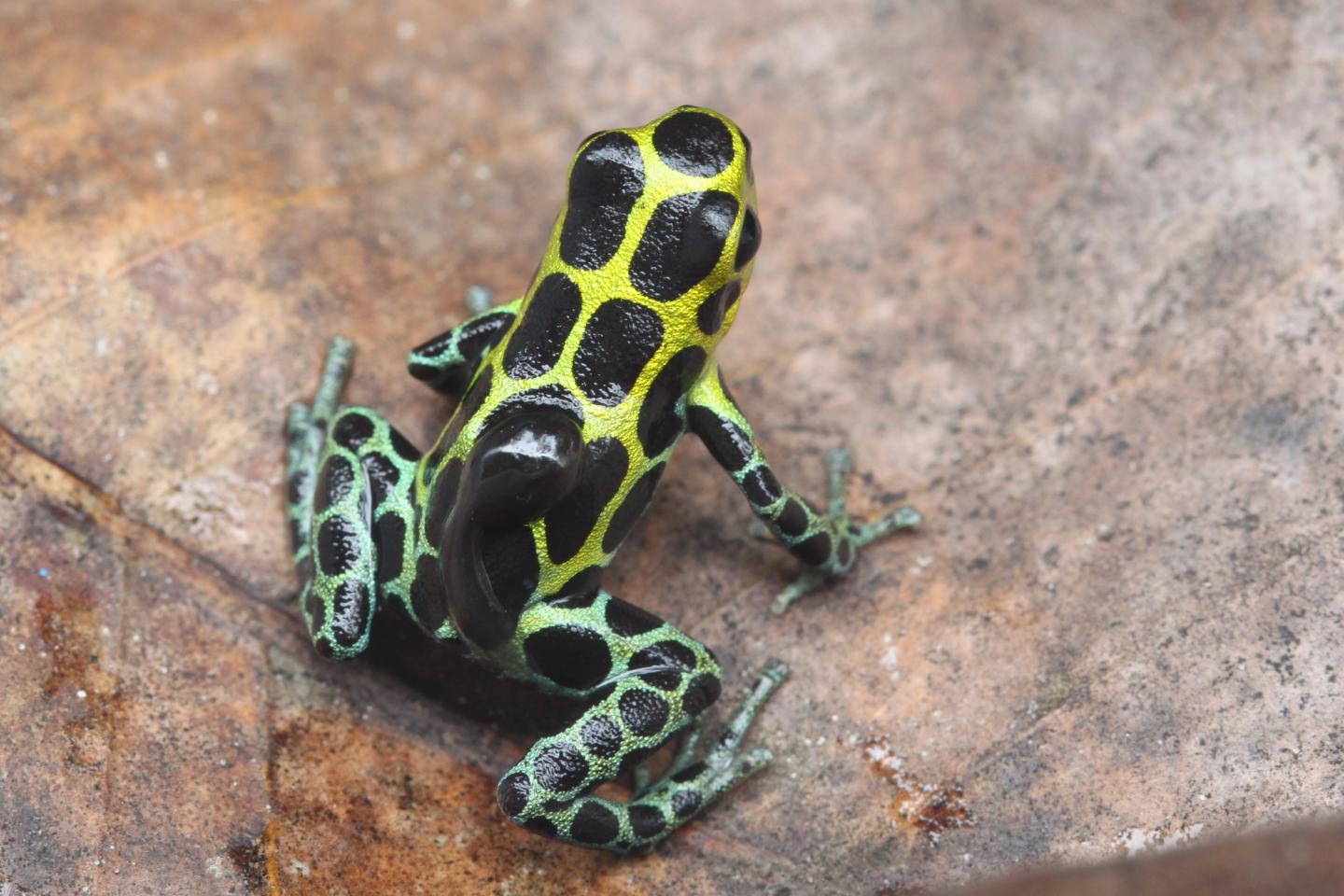 Dart frog with tadpole