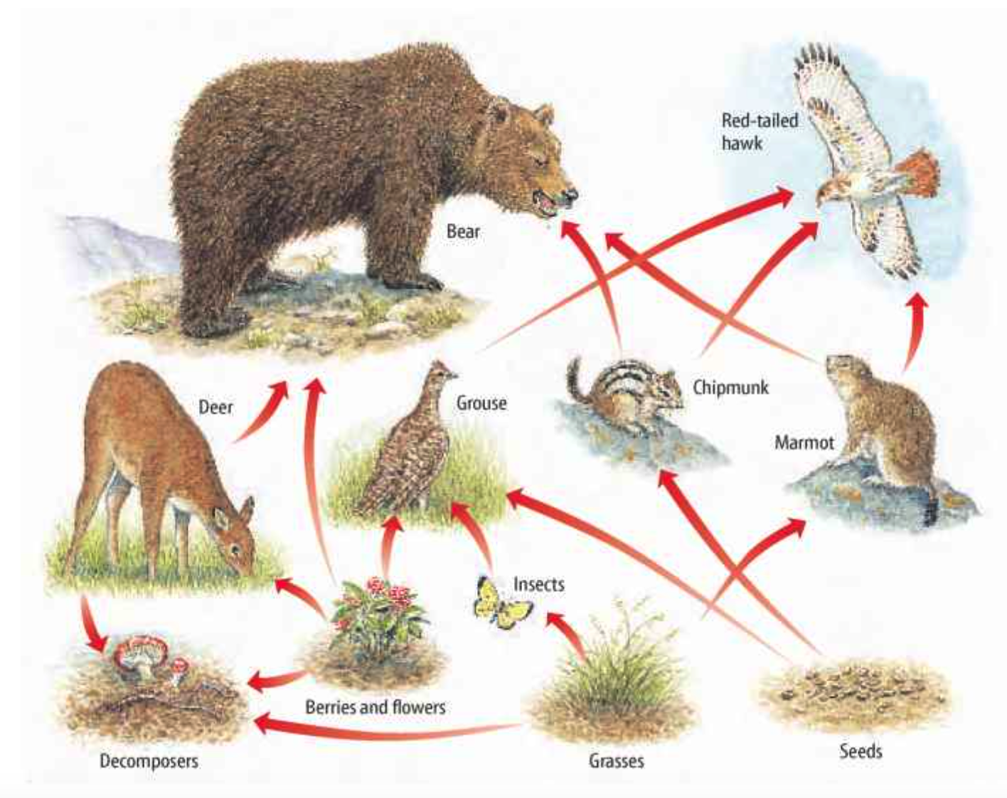 Цепь питания характерно для леса. Пищевая цепочка медведя в тайге. Цепь питания в тайге 4 класс окружающий мир. Пищевая цепь бурого медведя. Цепь питания с медведем в тайге.