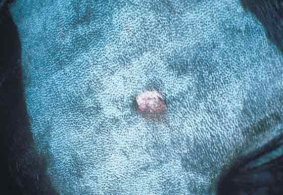 Mast-cell tumor in a 5-year-old, castrated Labrador Retriever