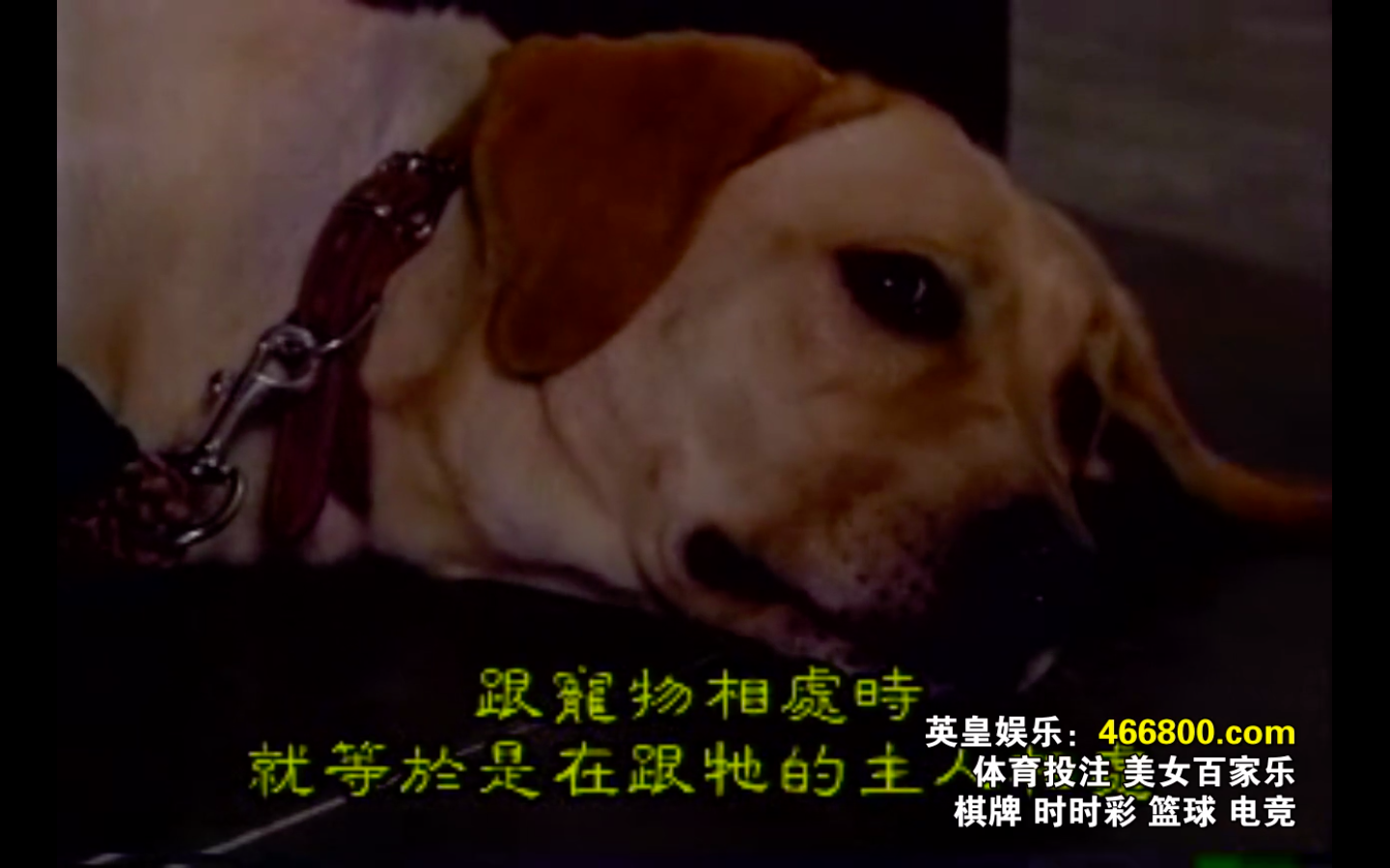 日劇 荒太的狗日記 向井荒太の動物日記 愛犬ロシナンテの災難 01 Selina 賽琳娜 痞客邦