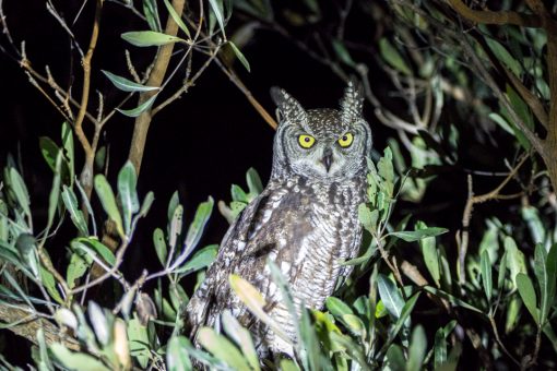 Uma coruja iluminada pela luz da lanterna, com olhos amarelos e orelhas em pé.