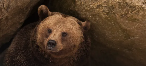 8/15/22 A Dead Bear, Inflation Reduction, &amp; Meme Stocks