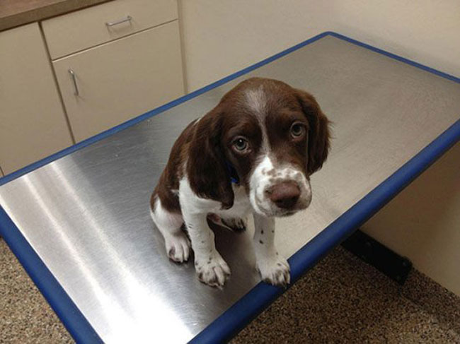 funny-scared-animals-vet-table-sad-face
