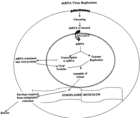 General replication scheme of dsDNA viruses.