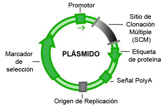 Plasmid con origen de replicacion y mercador de seleccion