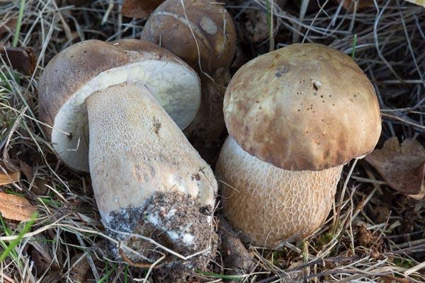 boletus_reticulatus_02.jpg