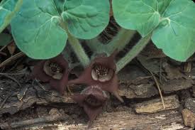 Asarum canadense (Canada wild ginger): Go Botany