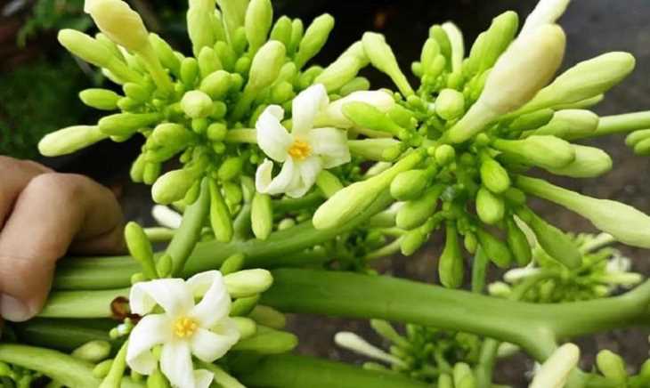 Top 15 cách chữa viêm họng bằng thuốc nam hiệu quả 29 Dùng hoa đu đủ đực chữa viêm họng là bài thuốc nam quen thuộc được nhiều người áp dụng