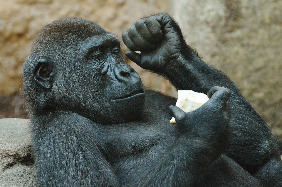 Gorilla - Free images on Pixabay