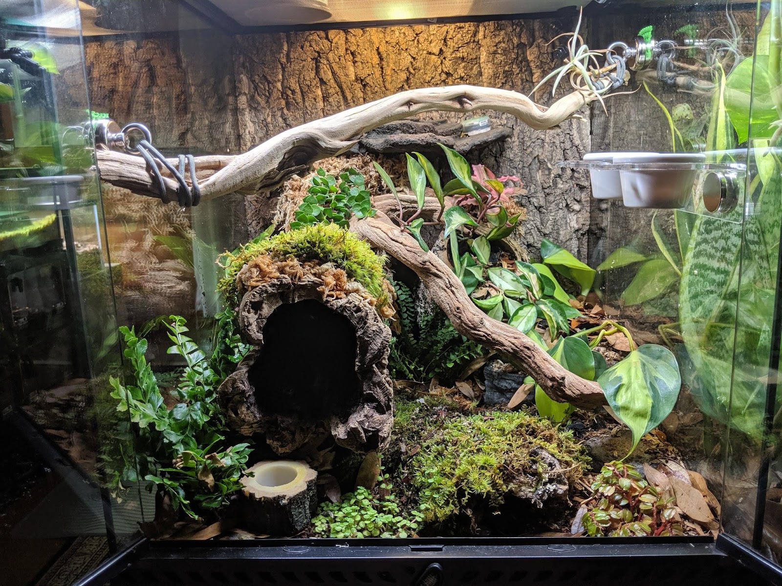 Holistic Design in Bioactive Vivariums﻿: Gargoyle Gecko, Part 2 - Gecko Time