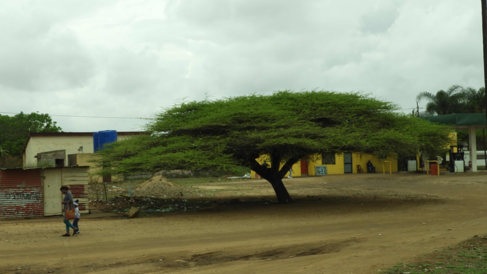 Tree in Tonga eSwatini