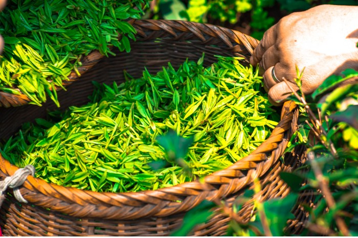 Basket of freshly picked green tea leaves - camellia sinensis
