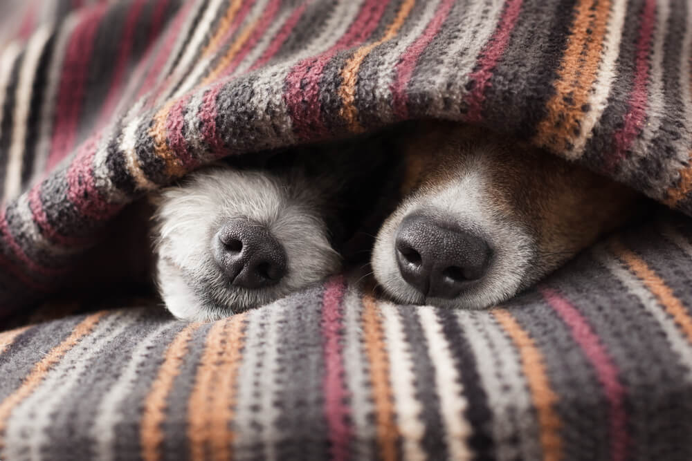 two dogs sleeping under a blanket