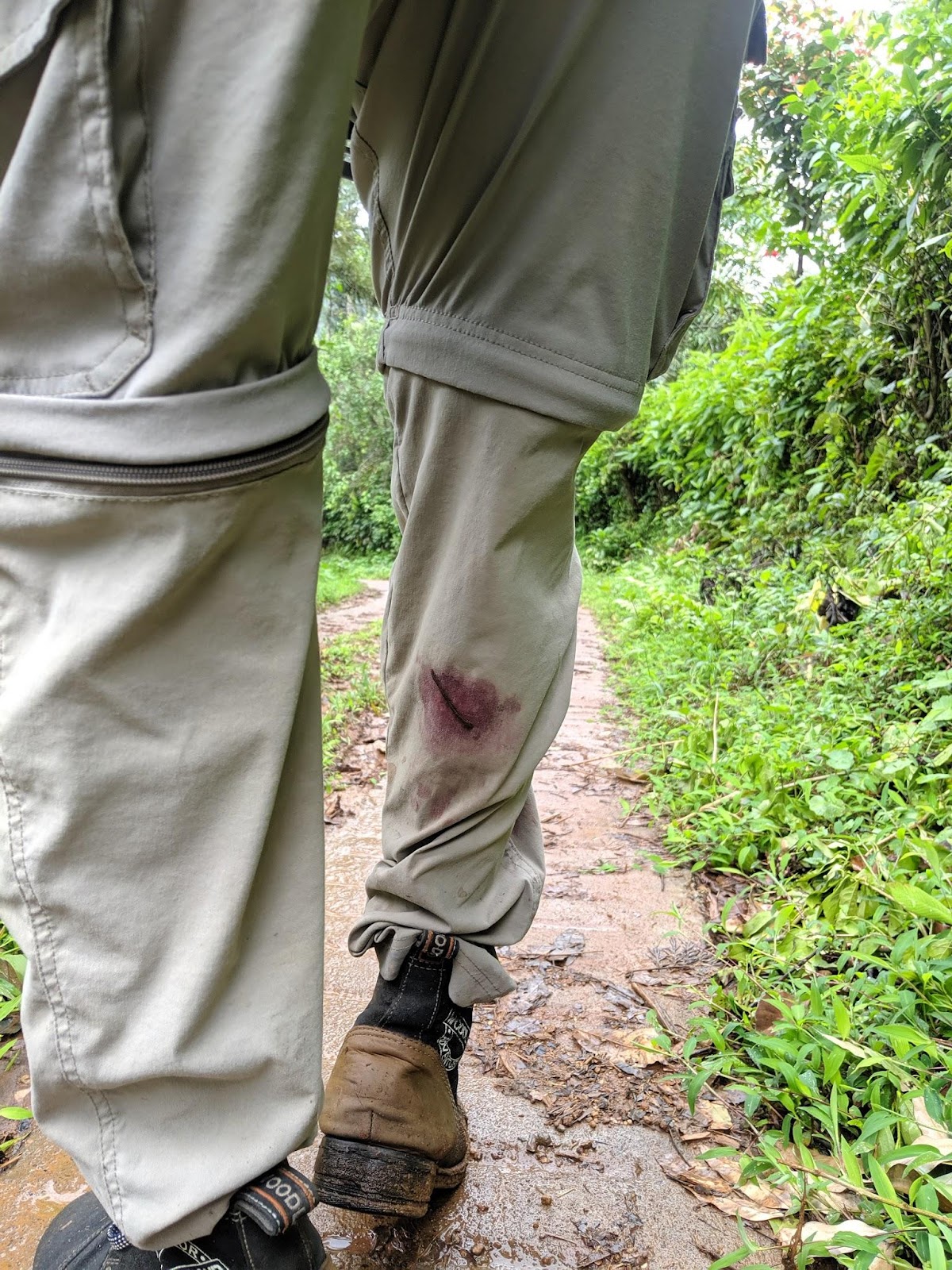 Leeches in nishani motte trek