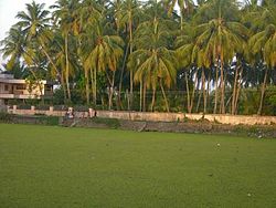 250px-Paddy_field_in_Puthucode,_Kerala,_India.jpg