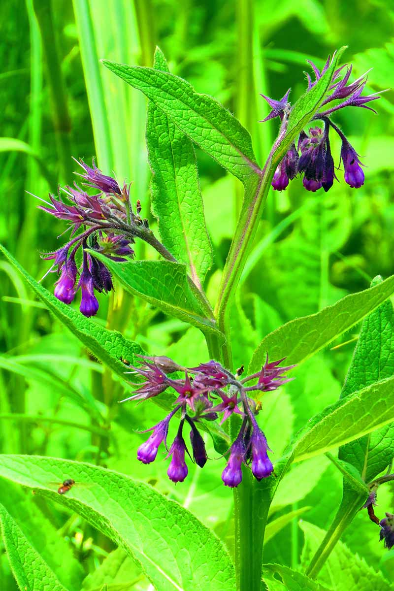 Why do gardeners grow comfrey