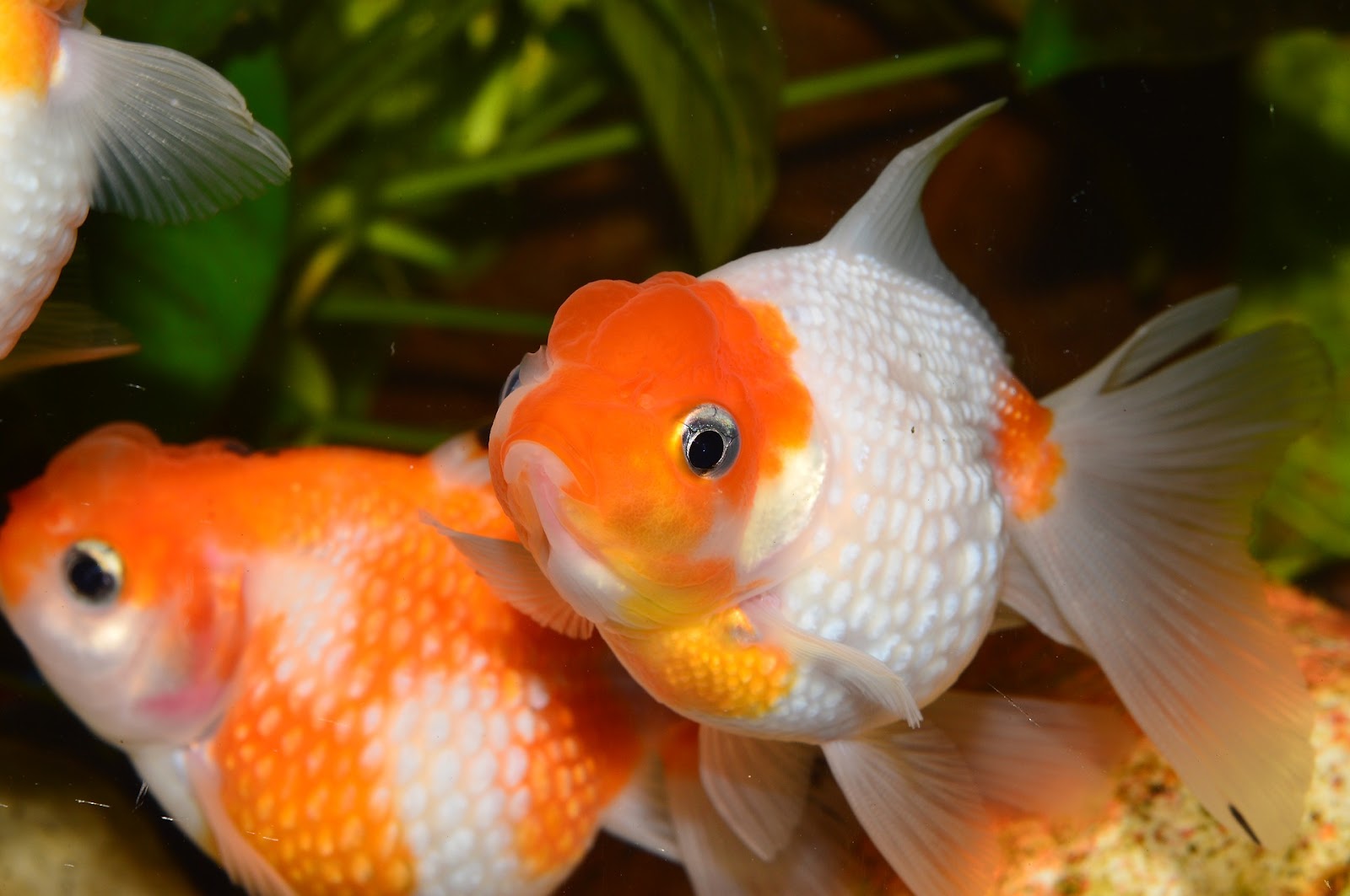 Goldfish in aquarium