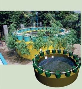Aquaponic sederhana 
