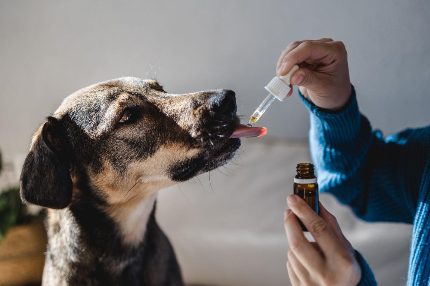 <strong>Canines With the best CBD Oil for You</strong>