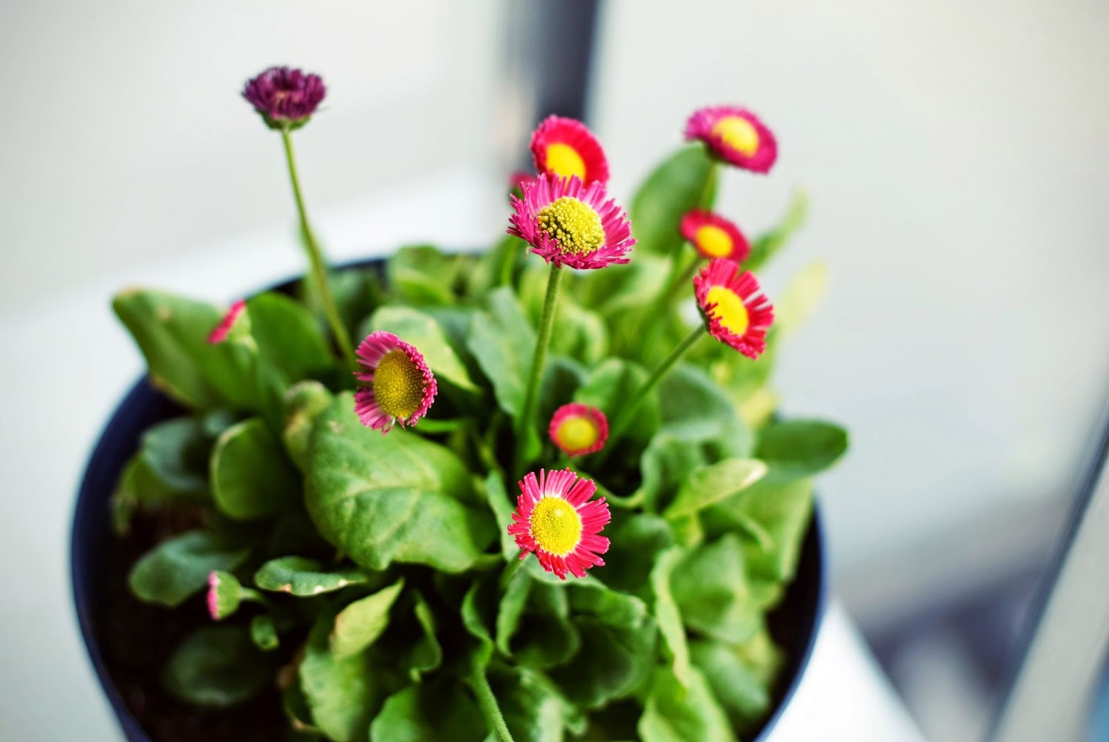 indoor herb garden