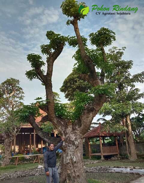 jual pohon pule